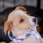 Praça da Bíblia recebe mais uma edição da feira de adoção de pets no fim de semana