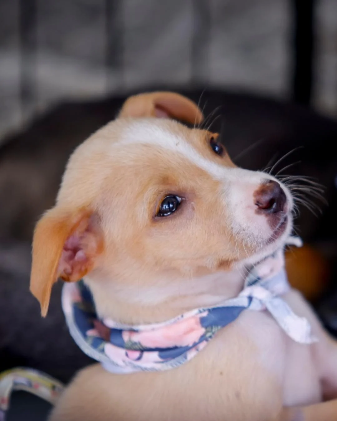 Praça da Bíblia recebe mais uma edição da feira de adoção de pets no fim de semana