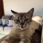 Tutora pede ajuda para encontrar gatinho desaparecido