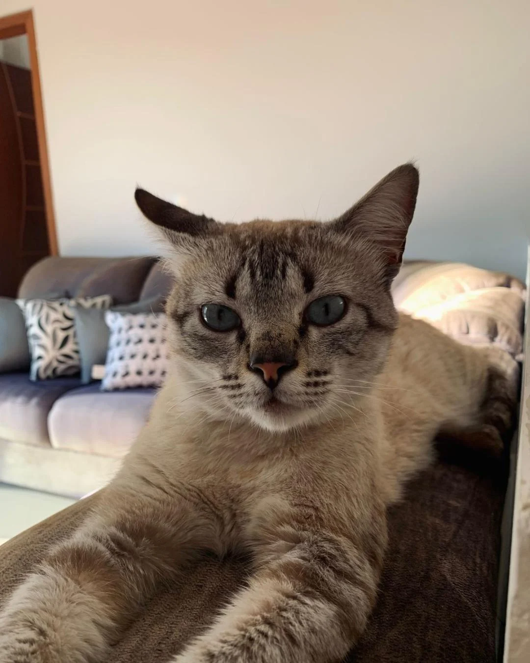 Tutora pede ajuda para encontrar gatinho desaparecido