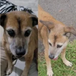 Ajude a achar a cachorrinha Micha de 14 anos que desapareceu no Estação