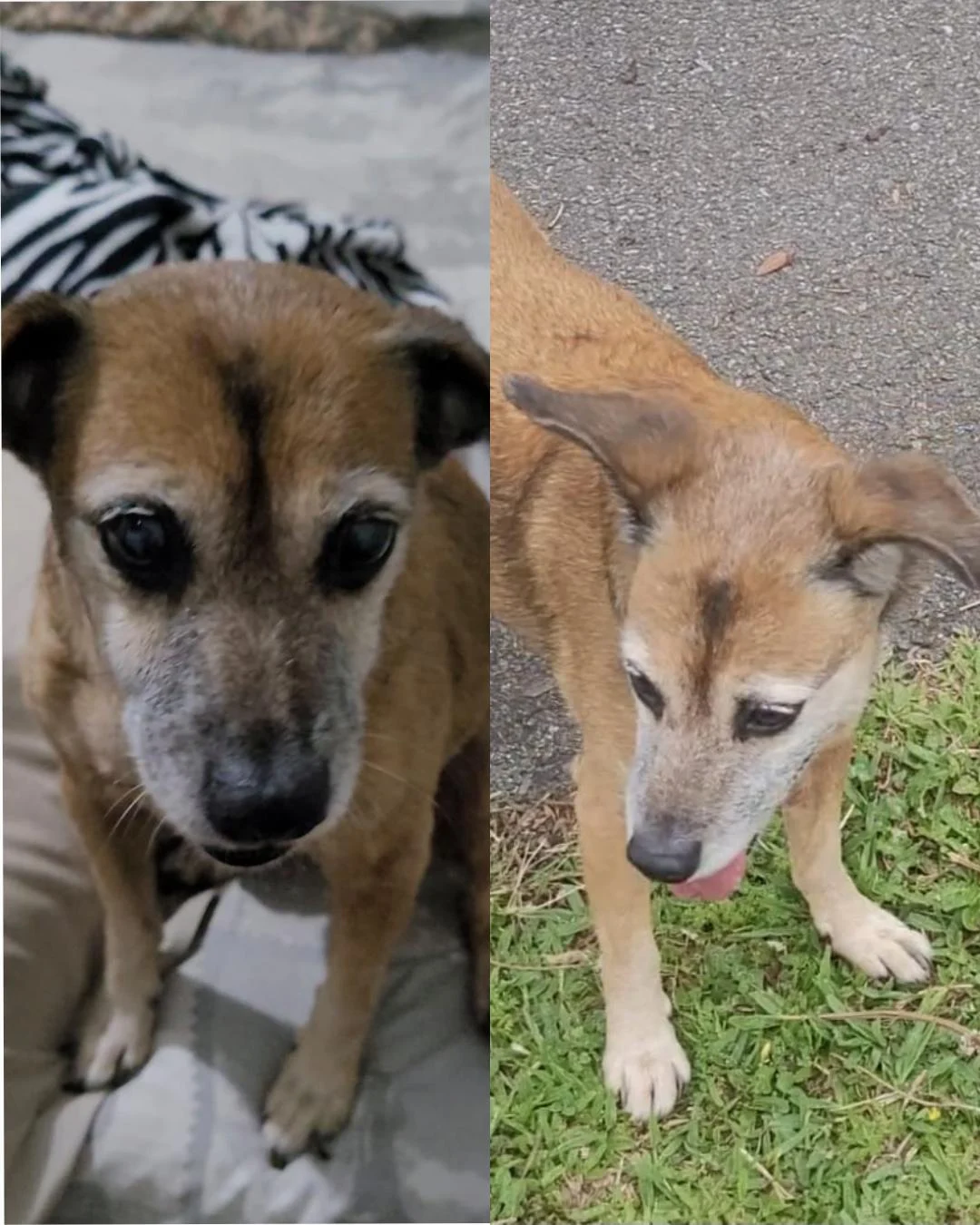 Ajude a achar a cachorrinha Micha de 14 anos que desapareceu no Estação