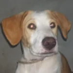 Ajude a encontrar a cachorrinha Sara que desapareceu no Campina da Barra