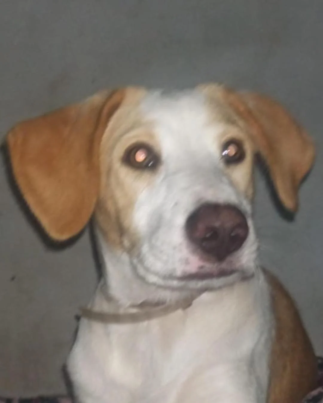 Ajude a encontrar a cachorrinha Sara que desapareceu no Campina da Barra