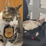 Amora e Panqueca: gatas adotadas pela Delegacia da Mulher de Araucária atuam como apoio emocional às vítimas