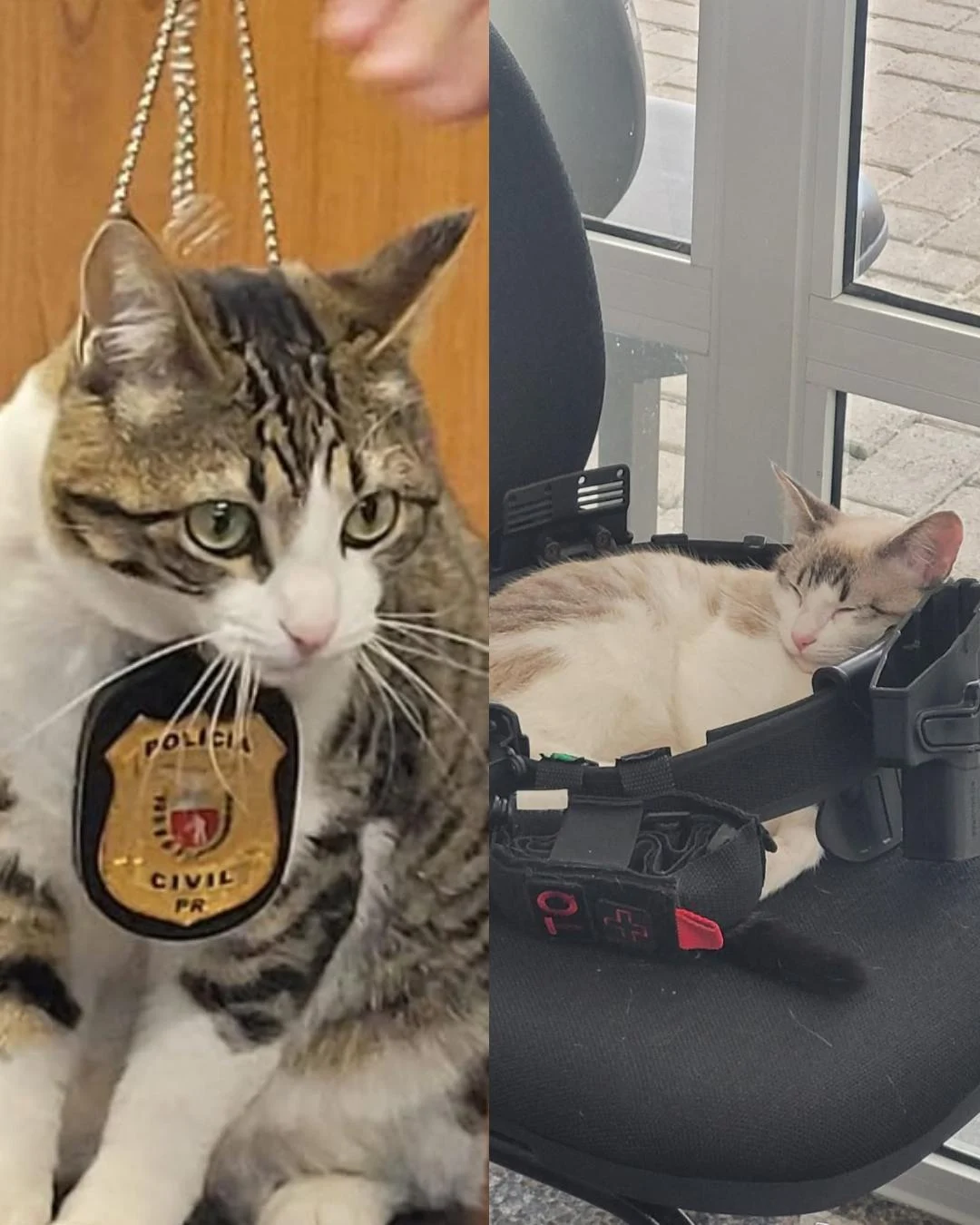 Amora e Panqueca: gatas adotadas pela Delegacia da Mulher de Araucária atuam como apoio emocional às vítimas