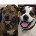Dois cachorrinhos estão desaparecidos e a família pede ajuda para encontrá-los