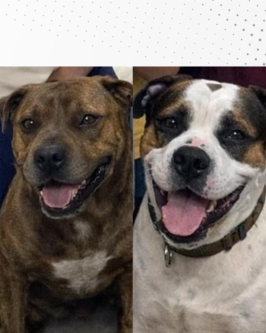 Dois cachorrinhos estão desaparecidos e a família pede ajuda para encontrá-los