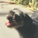 Família pede ajuda para encontrar cachorrinha desaparecida