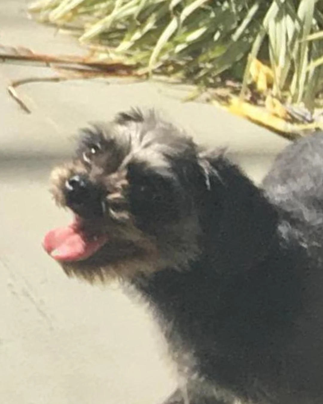 Família pede ajuda para encontrar cachorrinha desaparecida
