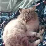 Família pede ajuda para encontrar gatinho desaparecido
