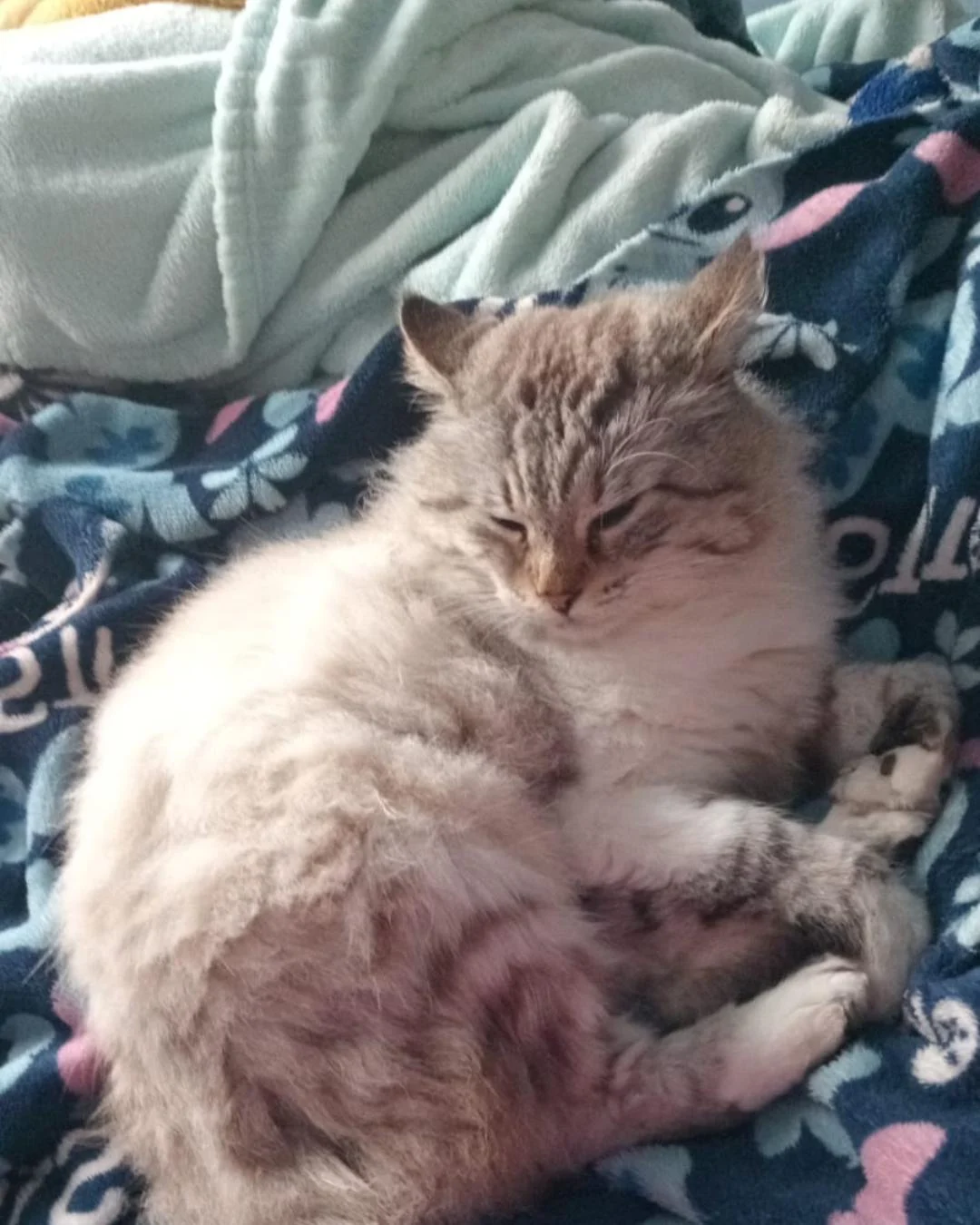 Família pede ajuda para encontrar gatinho desaparecido