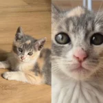 Família pede ajuda para encontrar gatinho desaparecido no Campina da Barra