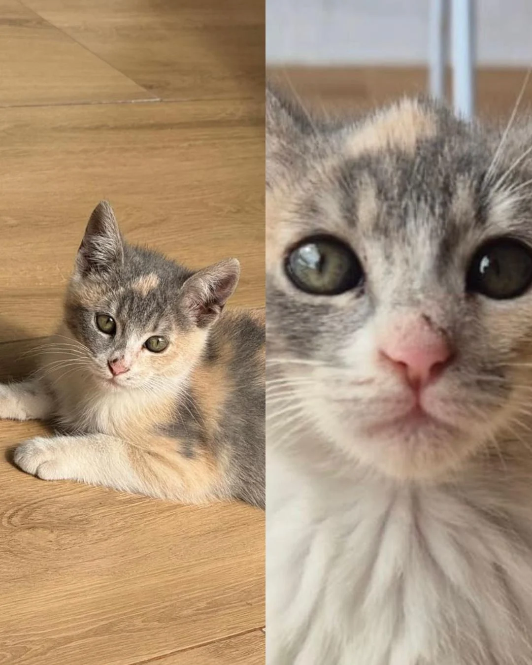 Família pede ajuda para encontrar gatinho desaparecido no Campina da Barra