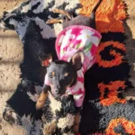 Família procura cachorrinha desaparecida no Estação
