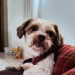 Família procura cachorrinho que desapareceu no bairro Campina da Barra
