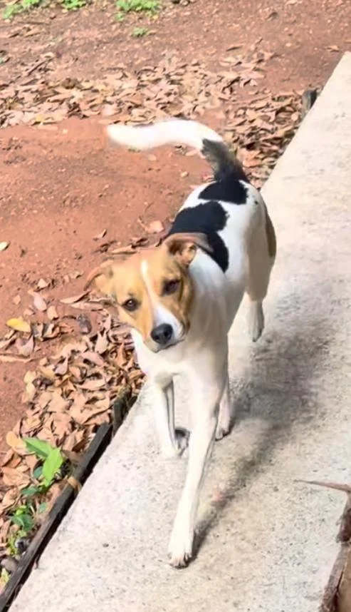 Ajude a achar a cachorrinha Pandora que sumiu no Capela Velha Ajude a achar a cachorrinha Pandora que sumiu no Capela Velha