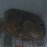Protetora do Salvando Dogs pede ajuda da população com doações após resgatar cachorrinha