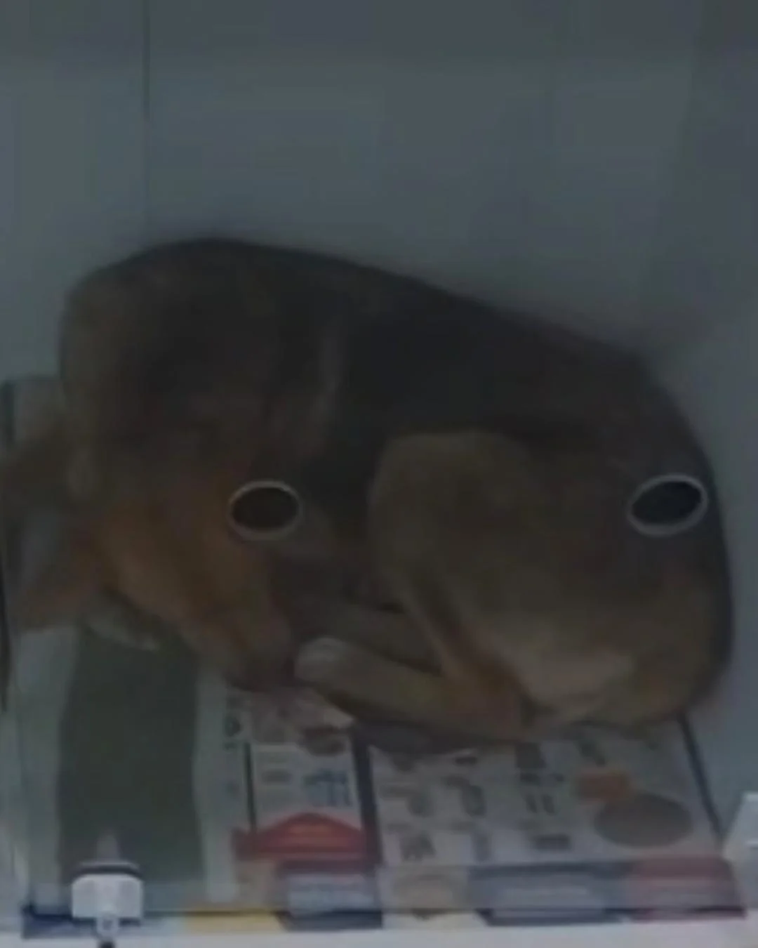 Protetora do Salvando Dogs pede ajuda da população com doações após resgatar cachorrinha