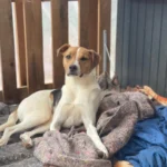 Ajude a achar a cachorrinha Pandora que sumiu no Capela Velha