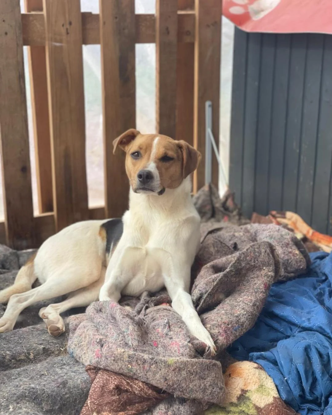 Ajude a achar a cachorrinha Pandora que sumiu no Capela Velha