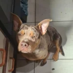 Família pede ajuda para encontrar cachorrinho perdido