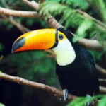 SMMA ainda não sabe a causa da morte de tucanos na região do Fazendinha