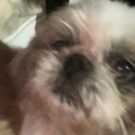 Tutora pede ajuda para encontrar shitzu perdida