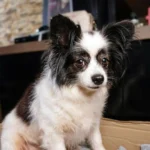 Tutoras organizam rifa solidária para pagar cirurgia da cachorrinha Mariazinha