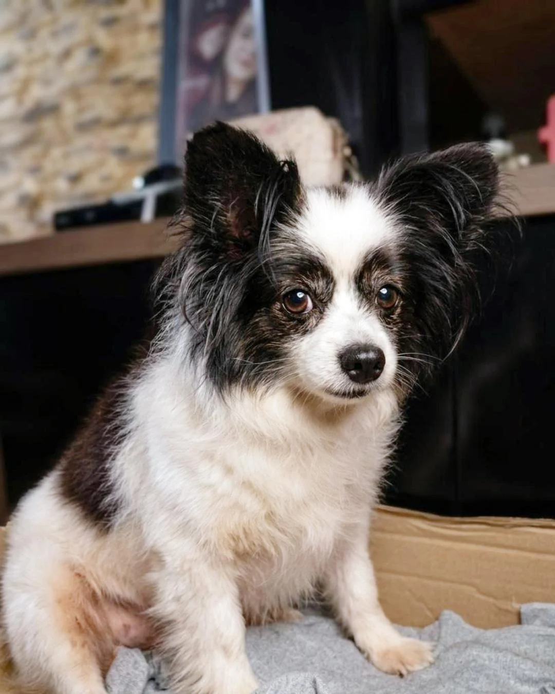 Tutoras organizam rifa solidária para pagar cirurgia da cachorrinha Mariazinha