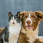 Tutores já podem cadastrar animais para vacinação gratuita em Araucária