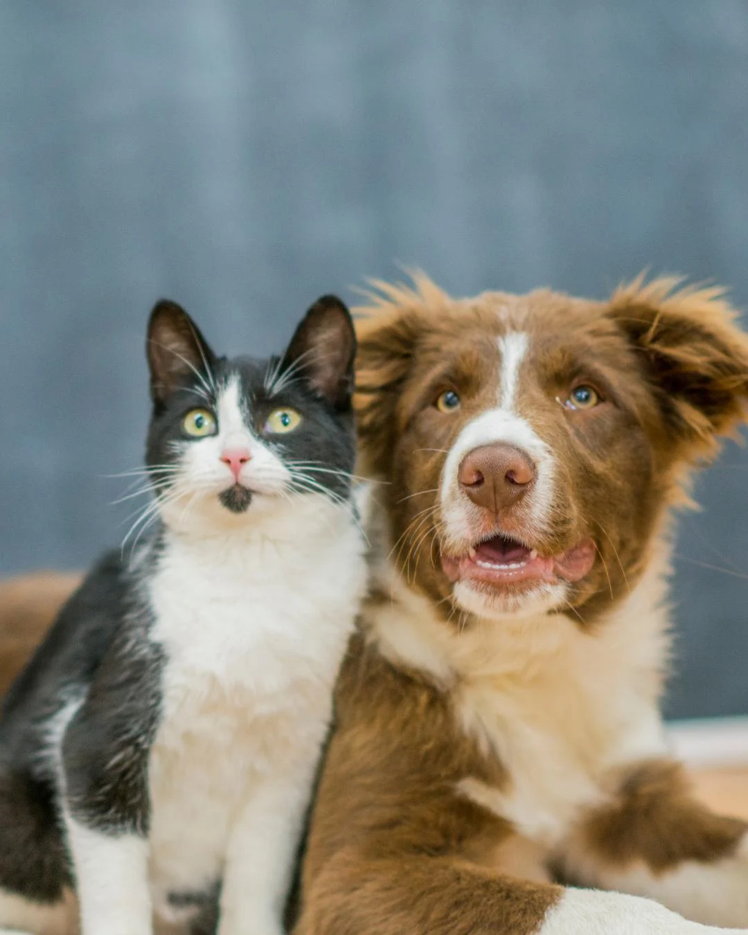 Tutores já podem cadastrar animais para vacinação gratuita em Araucária