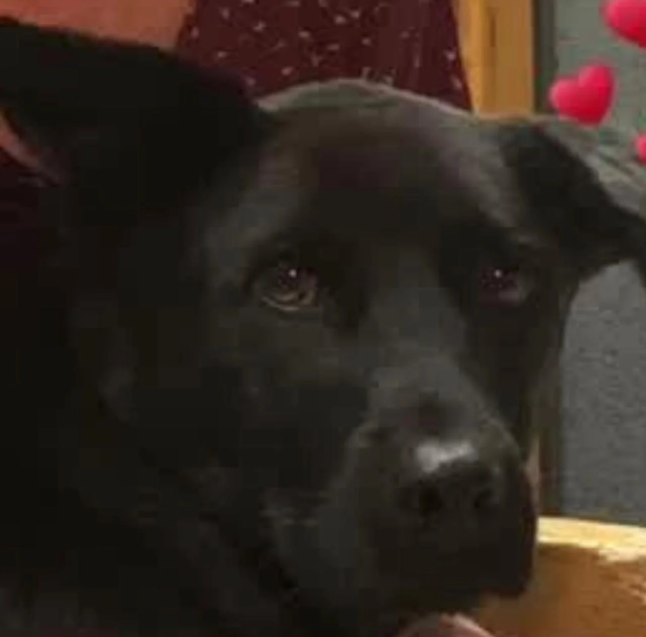 Família pede ajuda da população para encontrar cachorrinha Bonnie que sumiu no Tindiquera