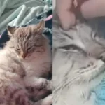 Ajude a achar o gatinho Tom! Ele desapareceu próximo ao Detran