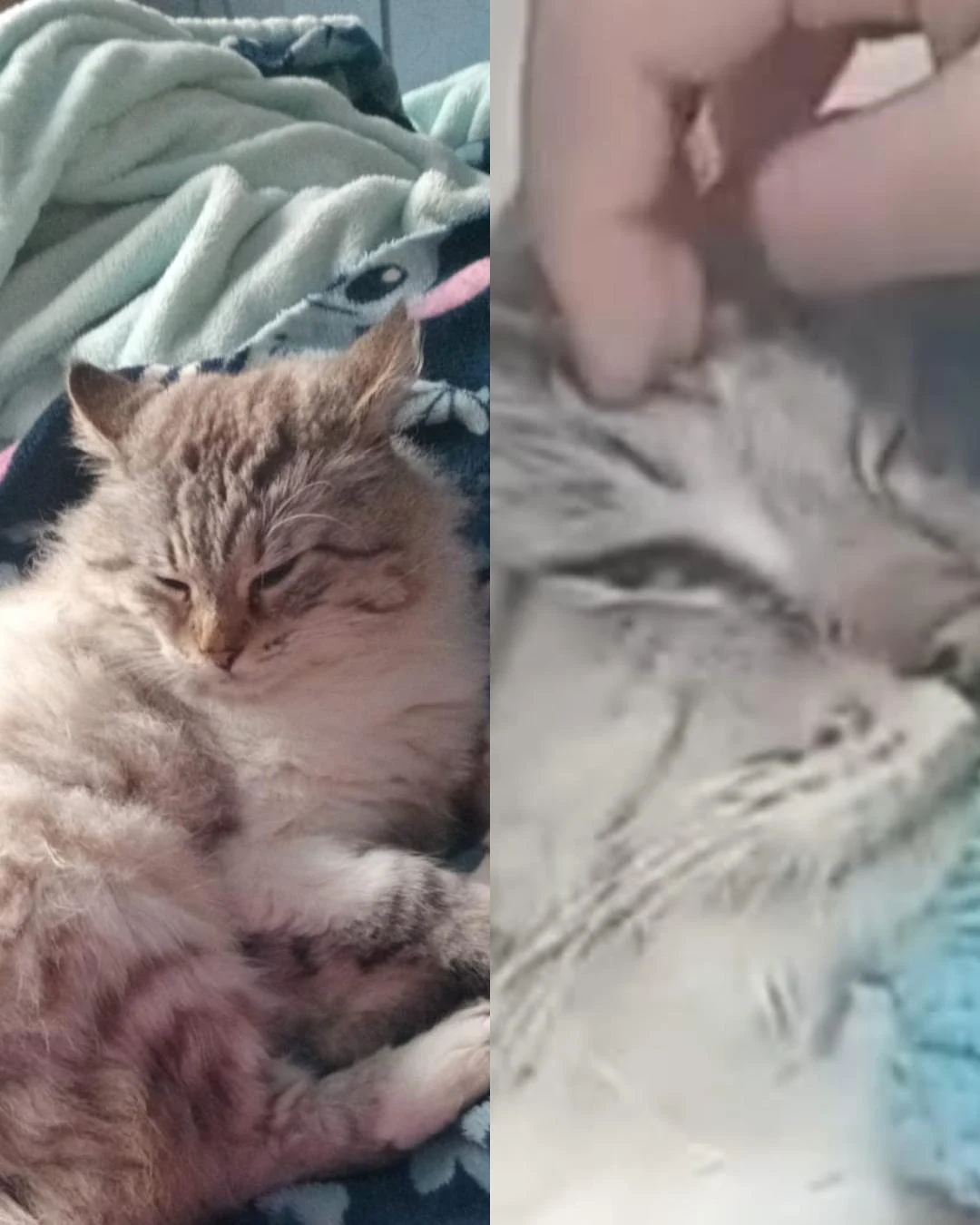 Ajude a achar o gatinho Tom! Ele desapareceu próximo ao Detran