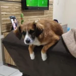 Ajude a encontrar a cachorrinha Amora que sumiu no Capela Velha