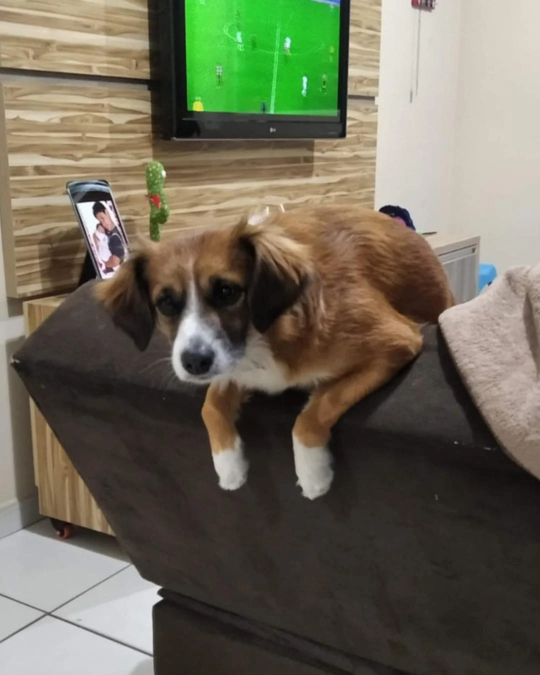 Ajude a encontrar a cachorrinha Amora que sumiu no Capela Velha