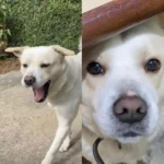 Ajude a encontrar o cachorrinho Chico que sumiu no bairro Cachoeira