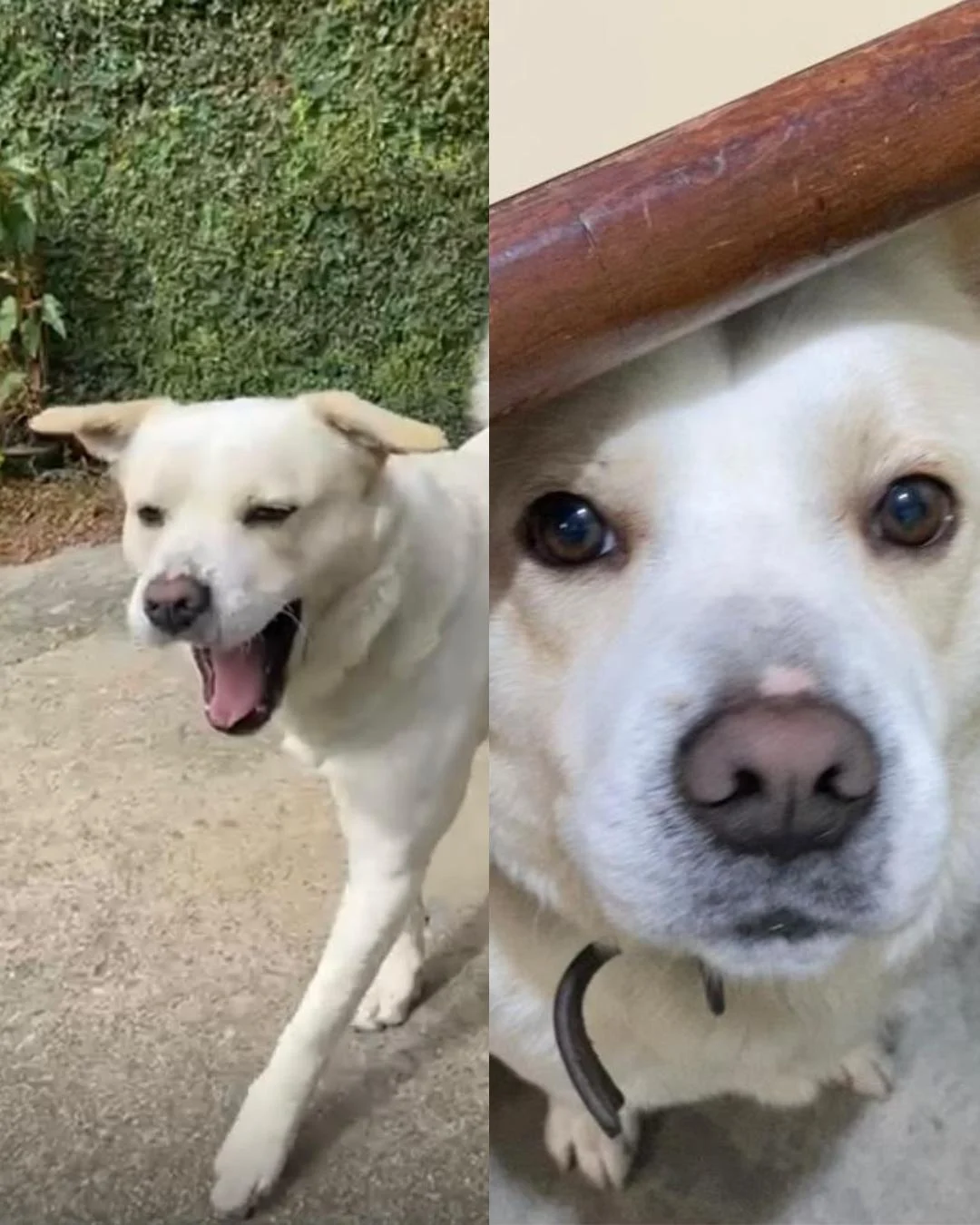 Ajude a encontrar o cachorrinho Chico que sumiu no bairro Cachoeira