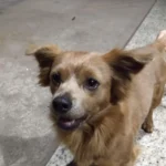 Ajude a encontrar o cachorrinho Urso que desapareceu no bairro Iguaçu
