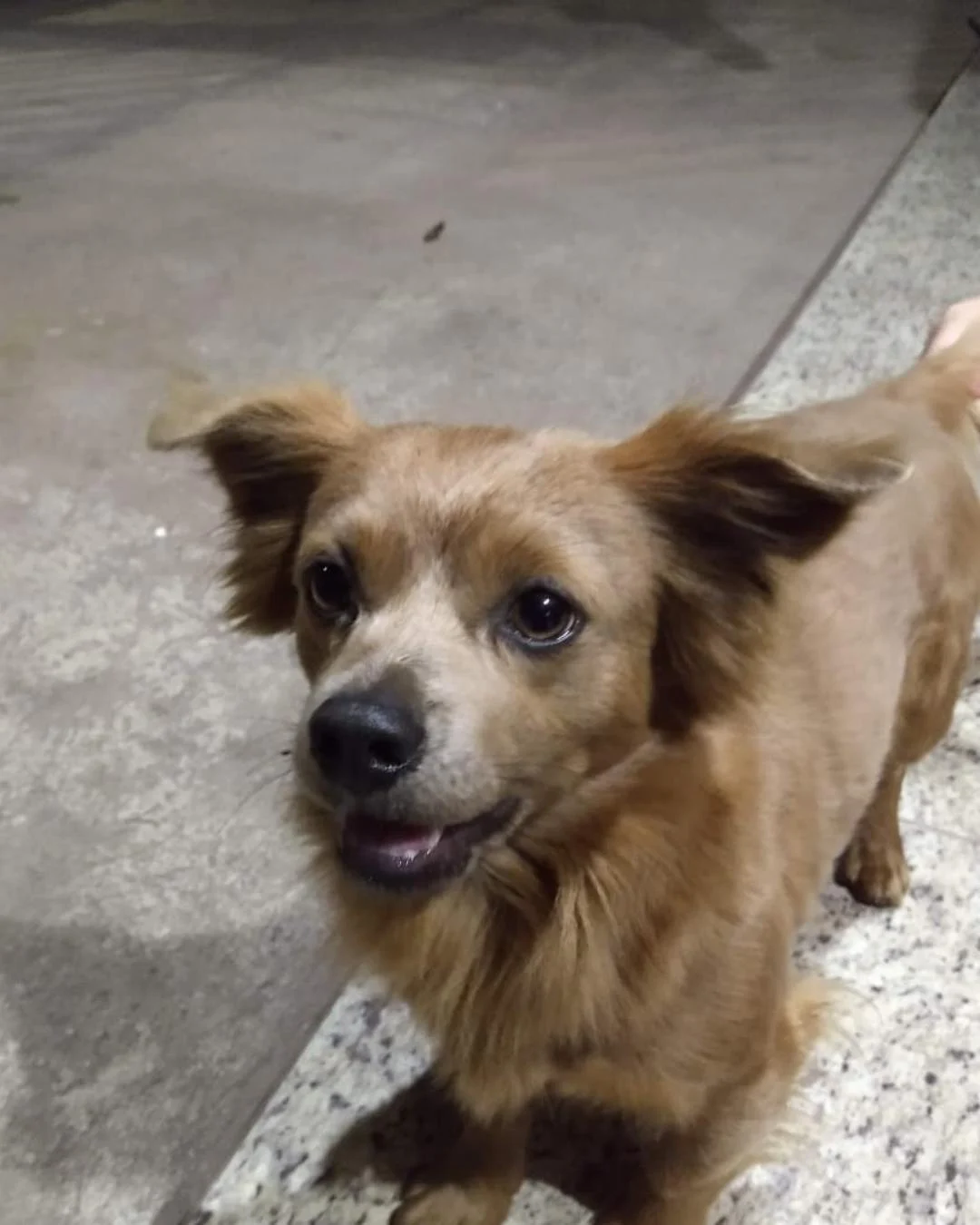 Ajude a encontrar o cachorrinho Urso que desapareceu no bairro Iguaçu