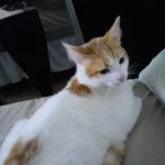 Ajude a encontrar o gatinho Confette que desapareceu no Campina da Barra