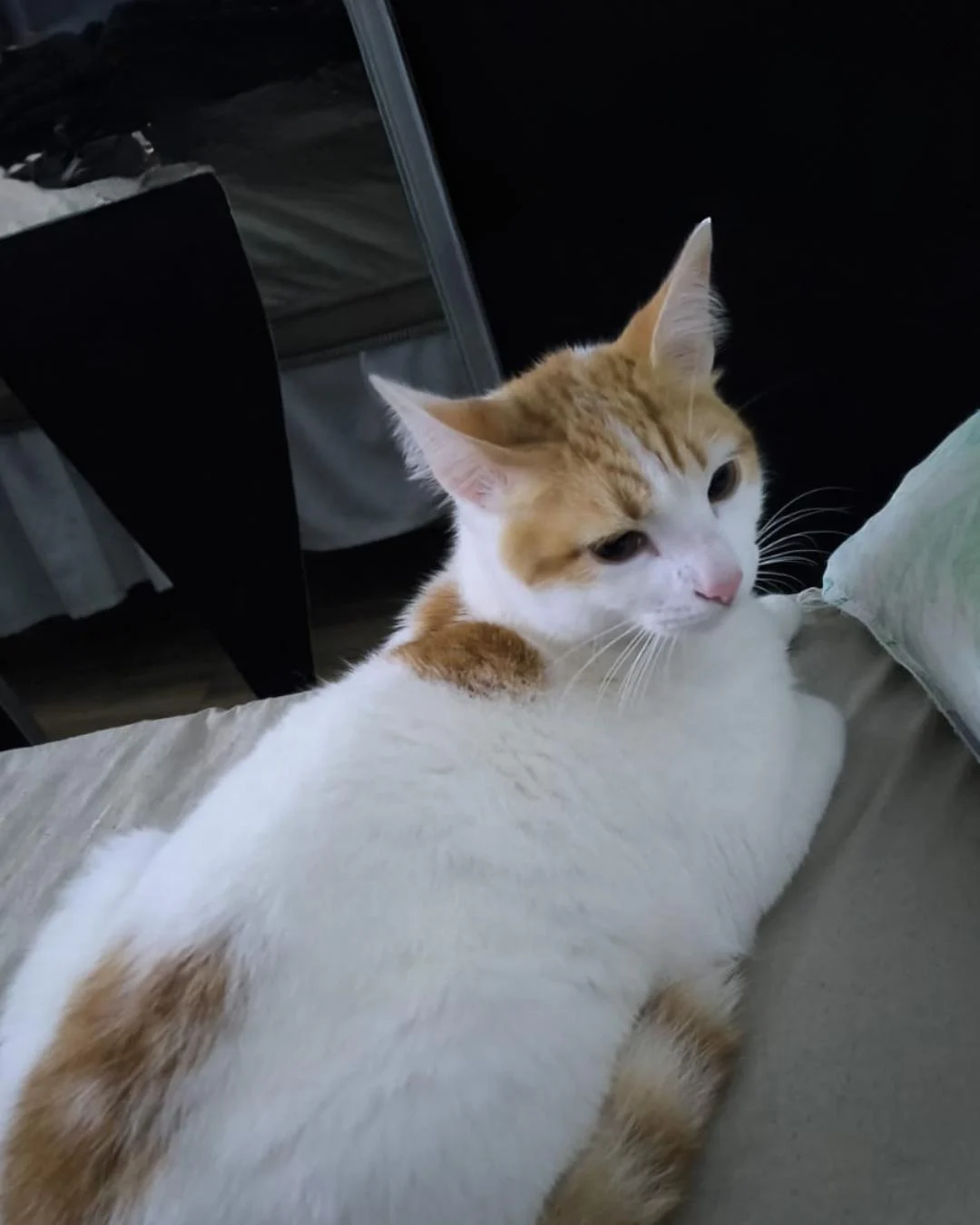 Ajude a encontrar o gatinho Confette que desapareceu no Campina da Barra