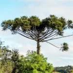 Corte de araucárias é proibido durante todo o ano com raras exceções; entenda