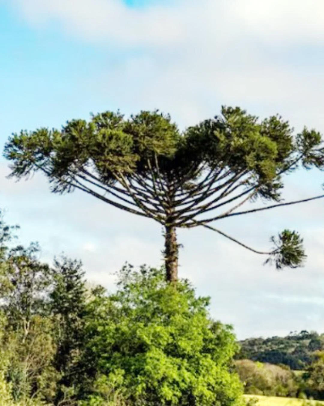 Corte de araucárias é proibido durante todo o ano com raras exceções; entenda
