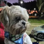 Família está a procura do cachorrinho Lucky da raça Shih Tzu