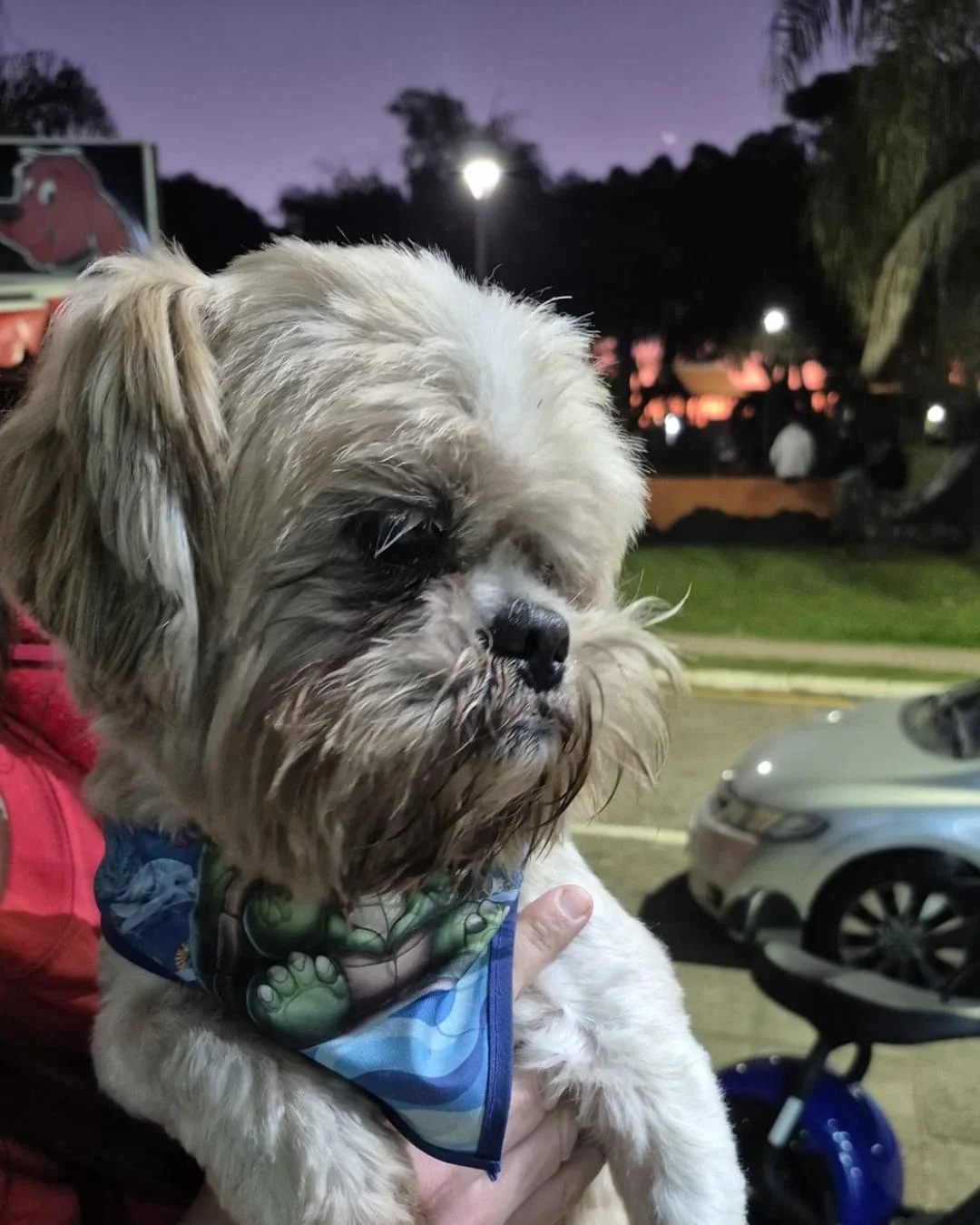 Família está a procura do cachorrinho Lucky da raça Shih Tzu