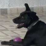 Família pede ajuda da população para encontrar cachorrinha Bonnie que sumiu no Tindiquera