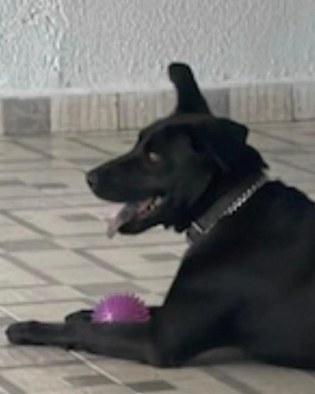 Família pede ajuda da população para encontrar cachorrinha Bonnie que sumiu no Tindiquera