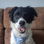 Família pede ajuda da população para encontrar tutor de cachorrinho perdido próximo a Matergi